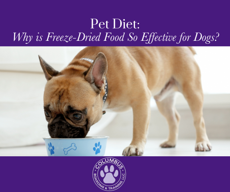 Pet Diet Why is FreezeDried Food So Effective for Dogs? Columbus